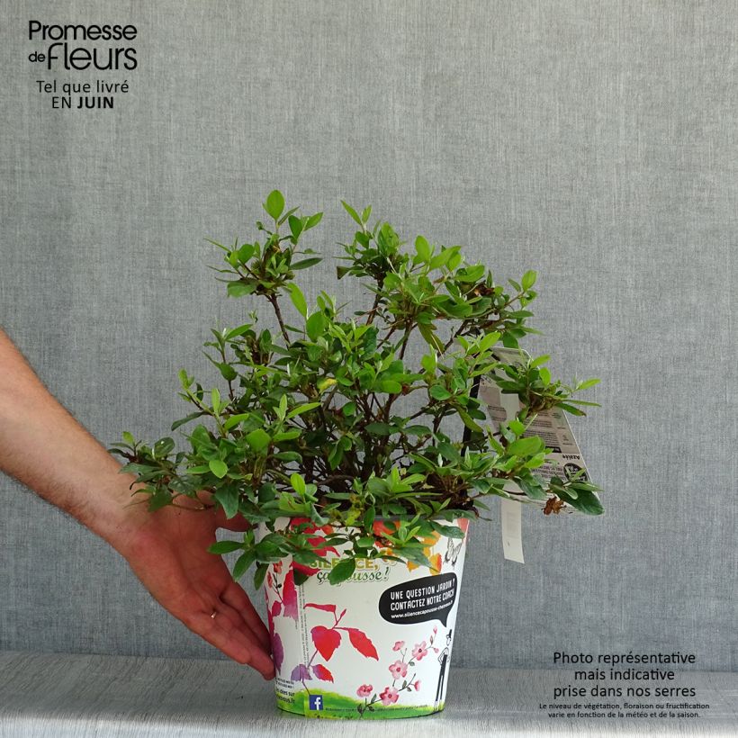Amostra de Azálea Japonesa Vuyk's Rosyred Vaso de 2 L/3 L tal como entregue no verão