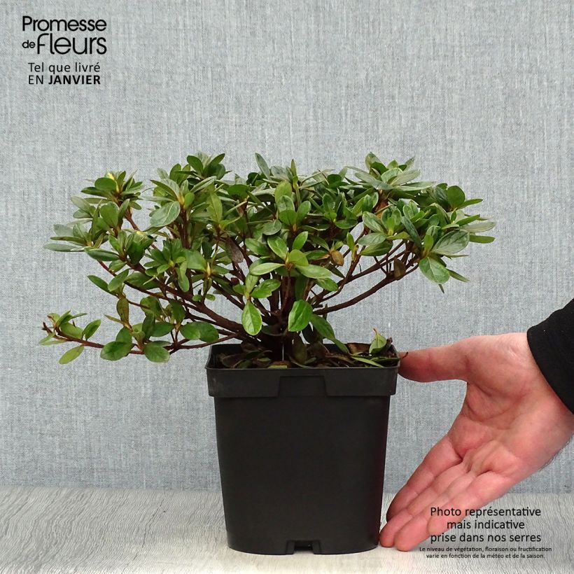 Amostra de Azalée du Japon Vuyk's Rosyred - Rhododendron hybride. Vaso de 2 L/3 L tal como entregue no inverno