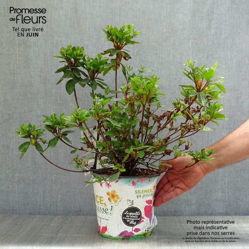 Amostra de Azálea Japonesa Vuyk's Scarlet Vaso de 4 L/5 L tal como entregue no verão