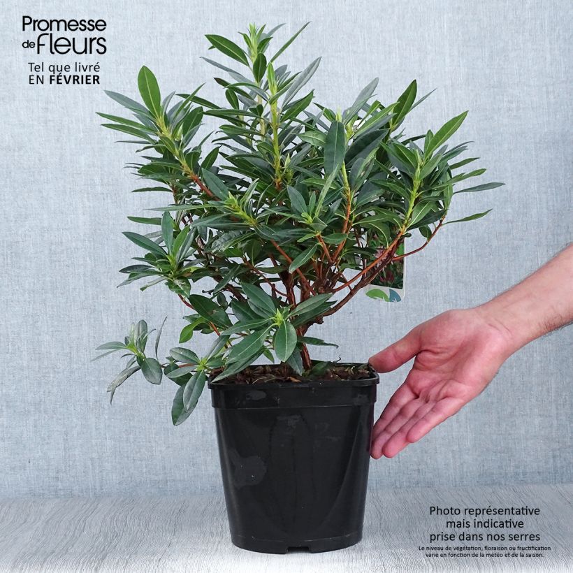 Amostra de Azalea x gowenianum Vaso de 4 L/5 L tal como entregue no outono