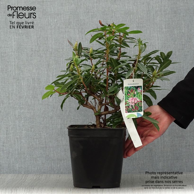 Amostra de Azalée hybride - Azaleodendron (x) gowenianum Pot de 4L/5L tal como entregue no inverno