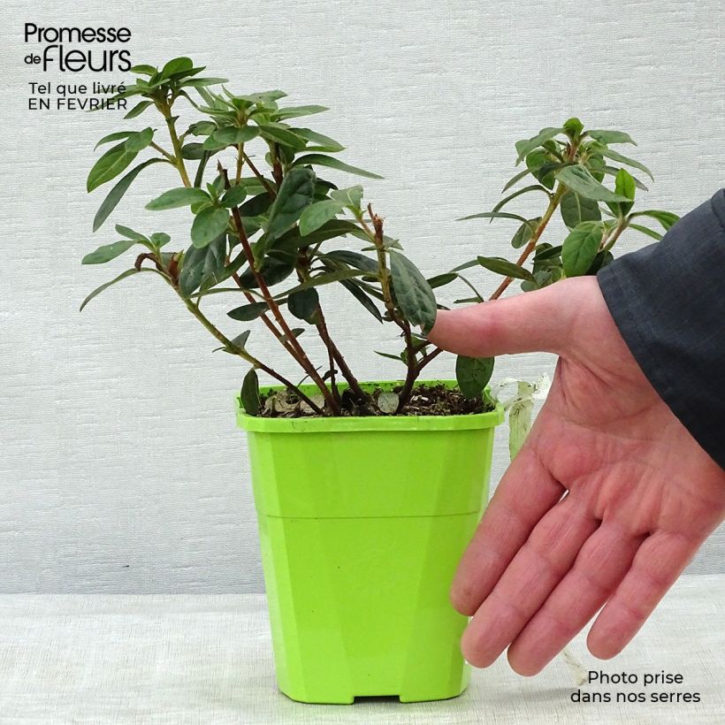 Amostra de Azalée hybride ENCORE® Autumn Creach Vaso de 1 L/1,5 L tal como entregue no inverno