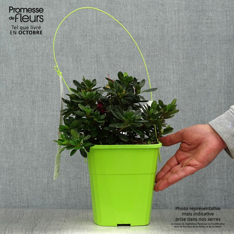 Amostra de Azálea Japonesa ENCORE Autumn Fire Vaso de 3 L/4 L tal como entregue no outono
