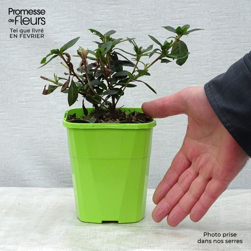 Amostra de Azalée hybride ENCORE® Carnival Vaso de 1 L/1,5 L tal como entregue no inverno