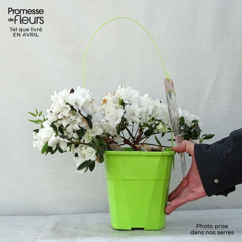 Amostra de Azálea Japonesa ENCORE Ivory Vaso de 3 L/4 L tal como entregue na primavera
