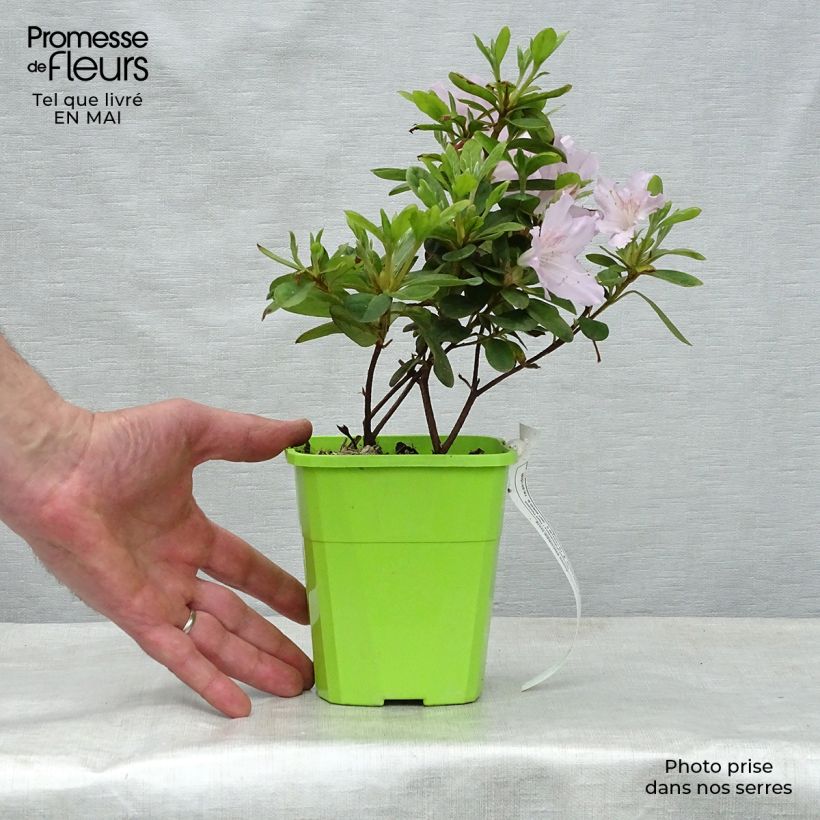 Amostra de Azalée hybride ENCORE® Ivory Vaso de 1 L/1,5 L tal como entregue na primavera