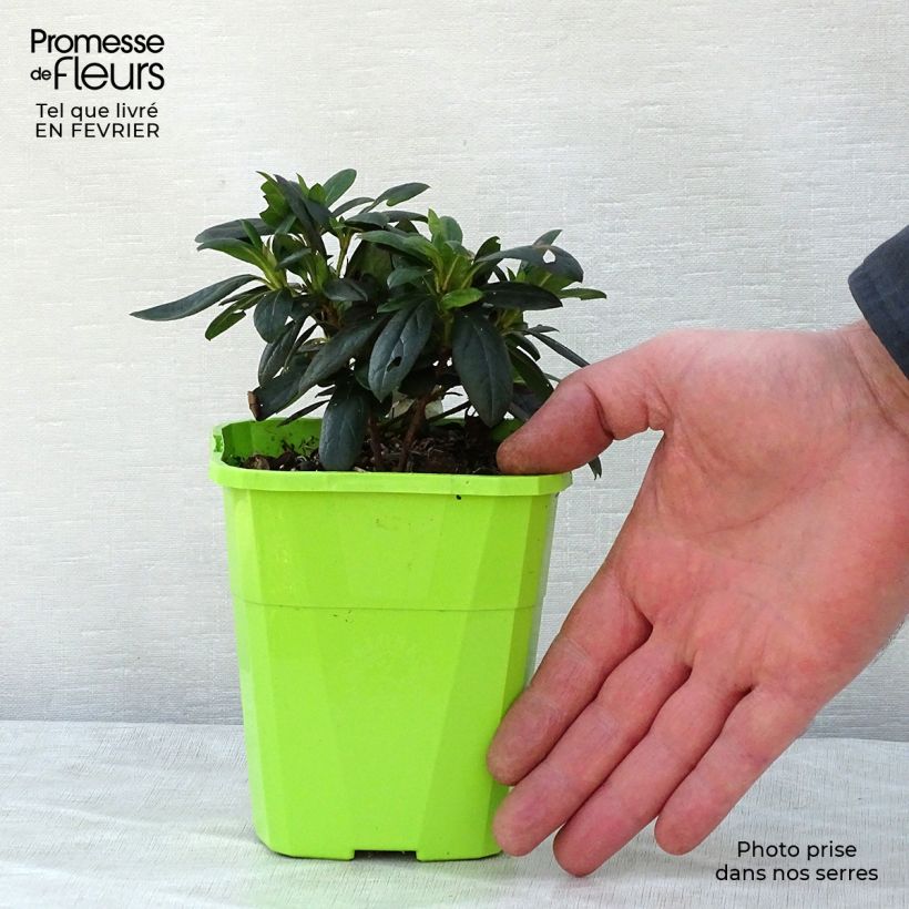 Amostra de Azalée hybride ENCORE® Ruby Vaso de 1 L/1,5 L tal como entregue no inverno