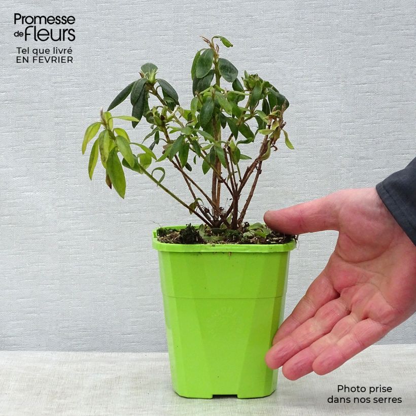 Amostra de Azalée hybride ENCORE® Starlite Vaso de 1 L/1,5 L tal como entregue no inverno