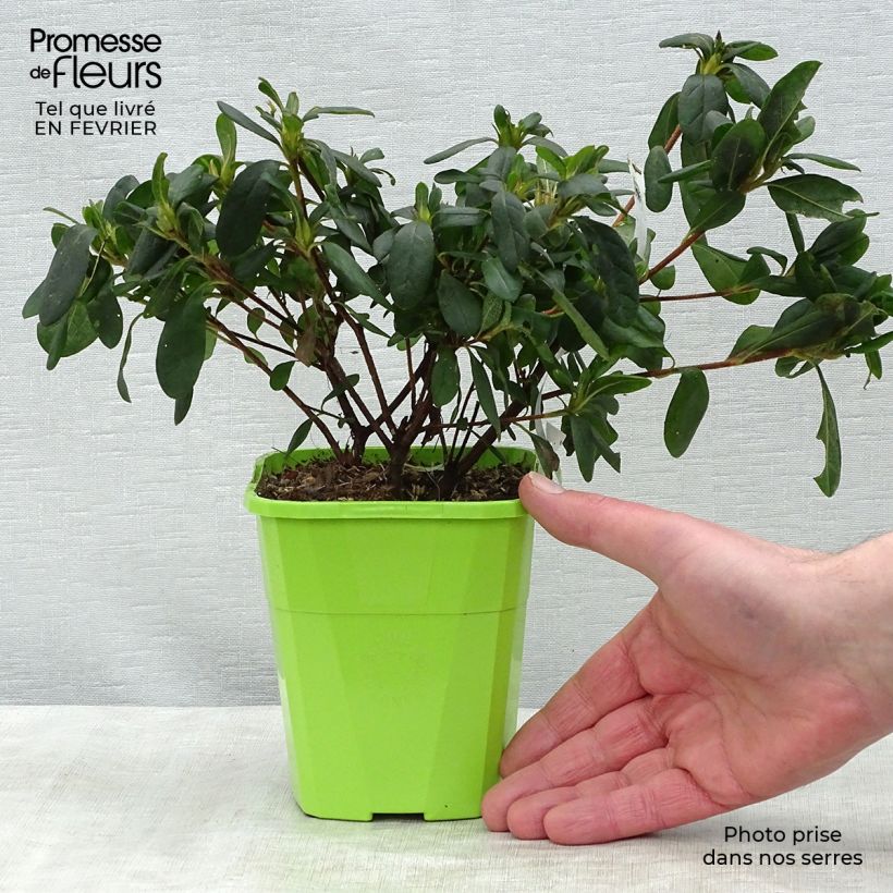 Amostra de Azálea Japonesa ENCORE Sunburst Vaso de 1 L/1,5 L tal como entregue no inverno