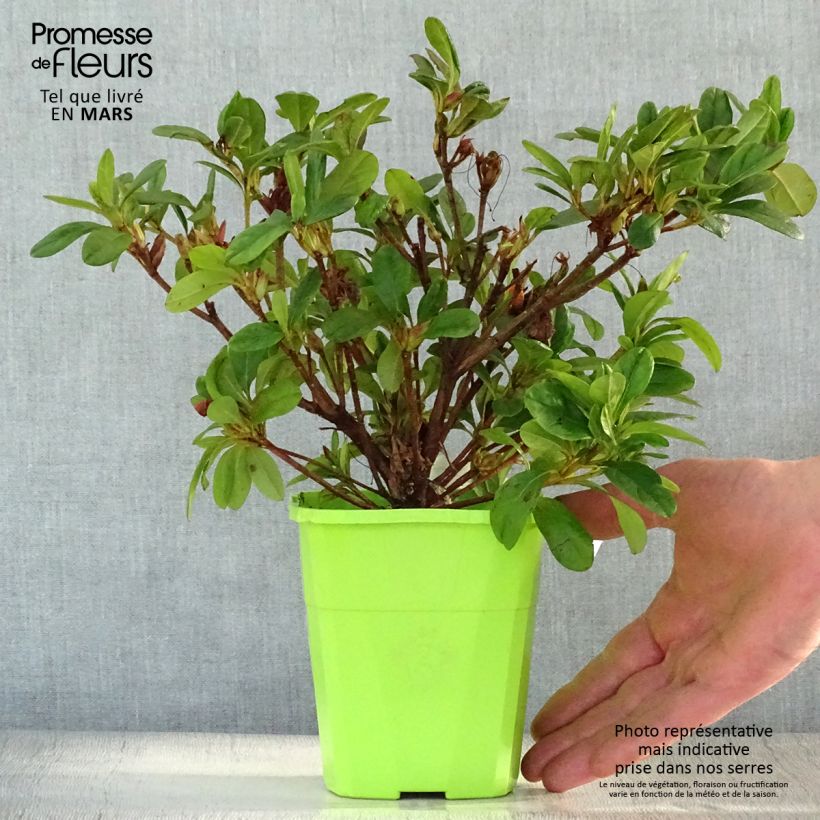 Amostra de Azálea Japonesa ENCORE Sunburst Vaso de 1 L/1,5 L tal como entregue na primavera