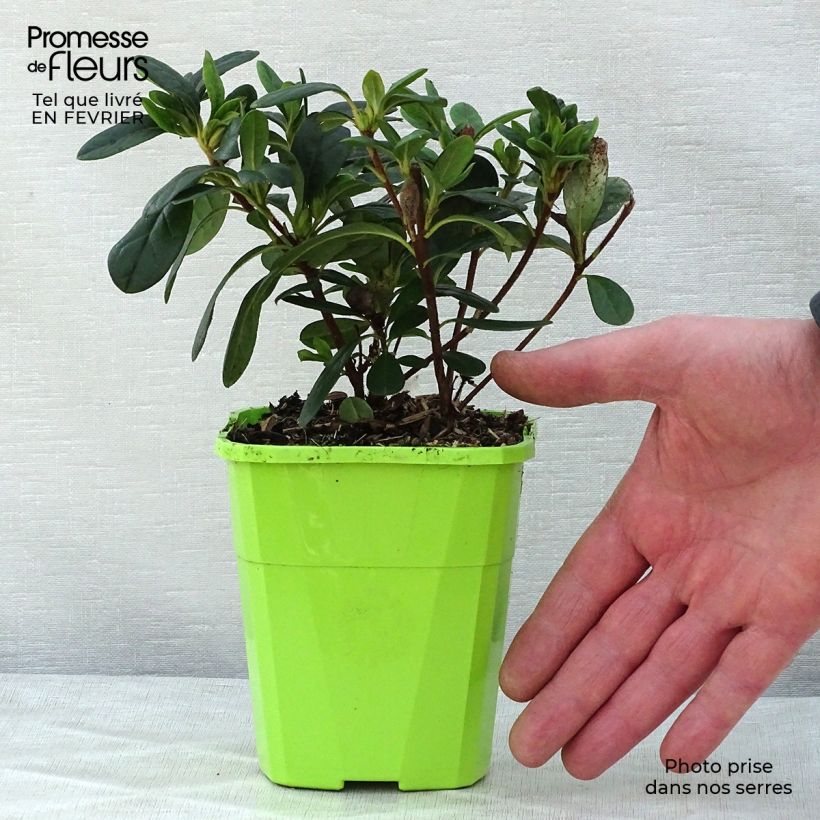 Amostra de Azálea Japonesa ENCORE Sunset Vaso de 1 L/1,5 L tal como entregue no inverno