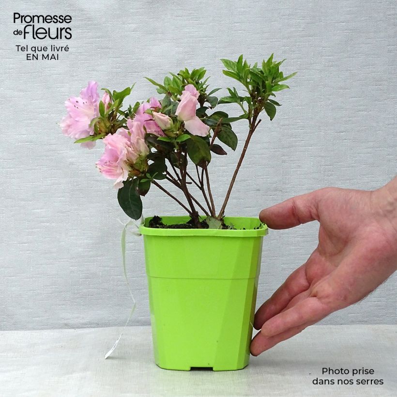 Amostra de Azálea Japonesa ENCORE Sweetheart Vaso de 1 L/1,5 L tal como entregue na primavera
