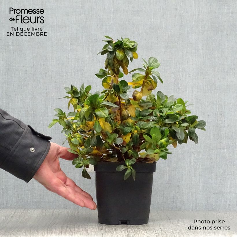 Amostra de Azálea Japonesa Dorothy Heiden Vaso de 2 L/3 L tal como entregue no inverno