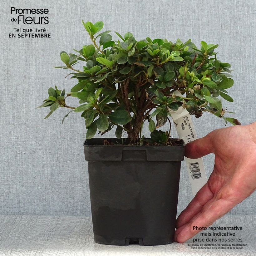 Amostra de Azálea Japonesa Dorothy Heiden Vaso de 2 L/3 L tal como entregue no outono