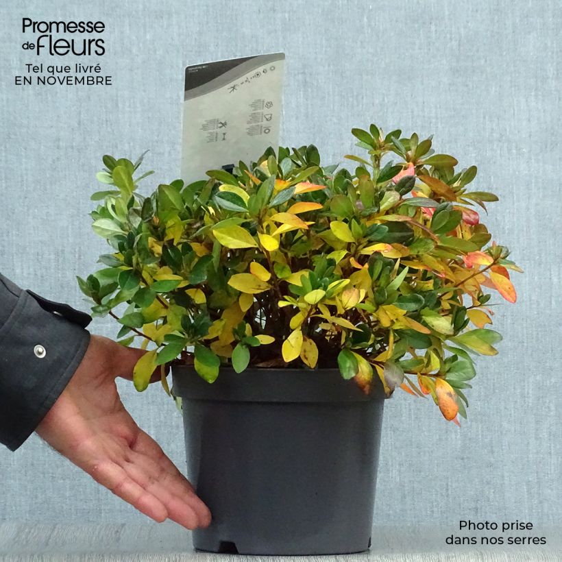 Amostra de Azálea Japonesa Izumi no Mai Vaso de 3 L/4 L tal como entregue no outono