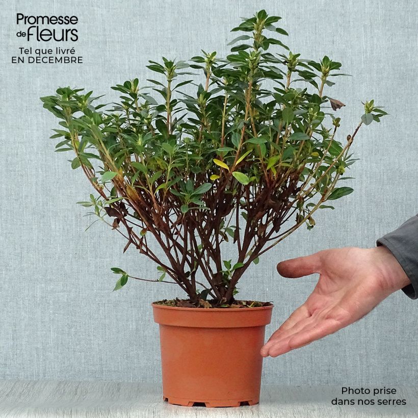 Amostra de Azalée japonaise - Azalea japonica Madame Galle Vaso de 2 L/3 L tal como entregue no inverno