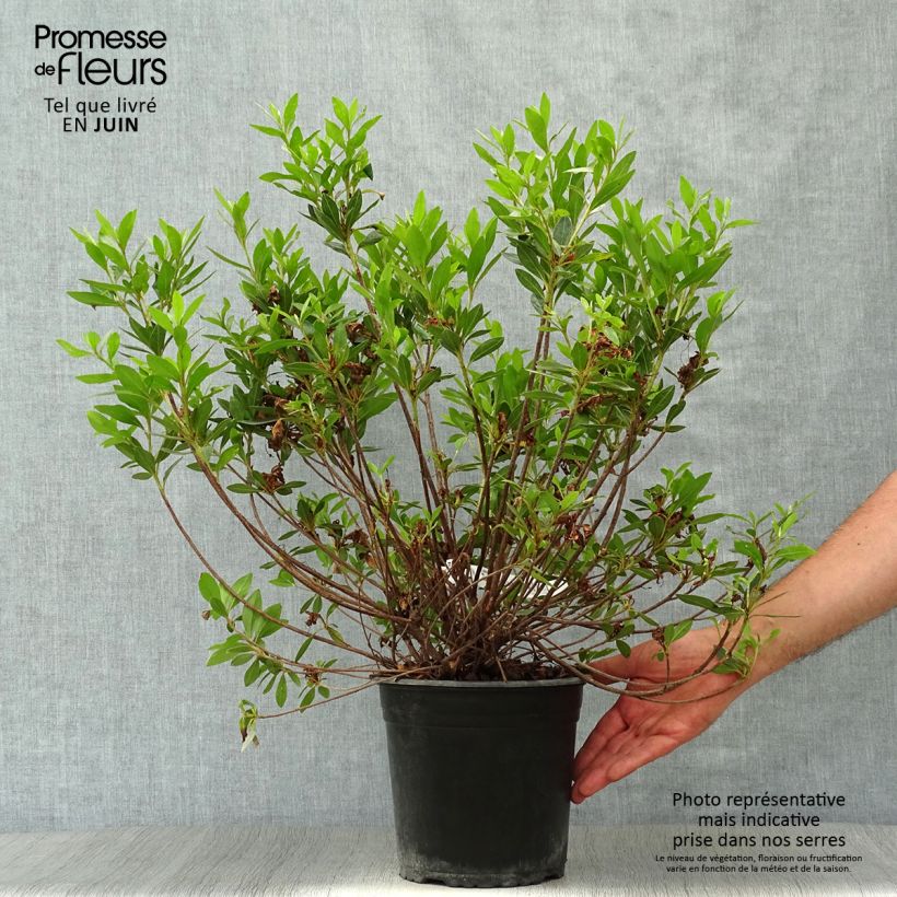 Amostra de Azálea Japonesa Rosa King Vaso de 4 L/5 L tal como entregue no verão