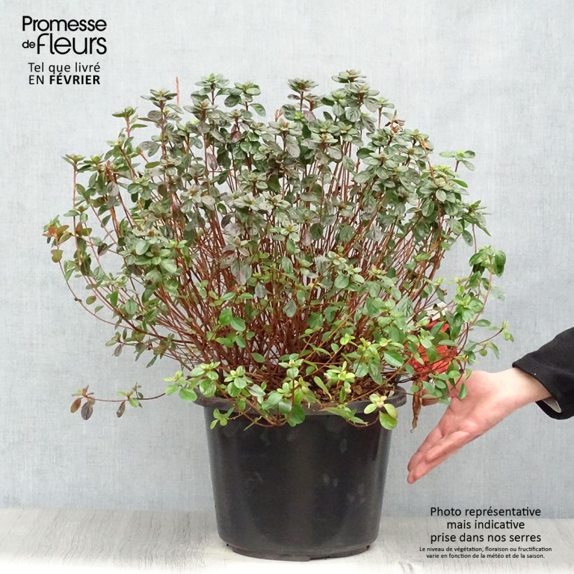 Amostra de Azálea Japonesa Stewartstonian Vaso de 12 L/15 L tal como entregue no inverno