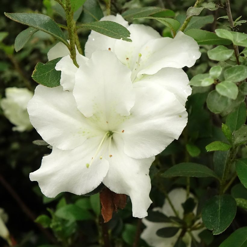 Azálea Japonesa Dorothy Heiden (Floração)