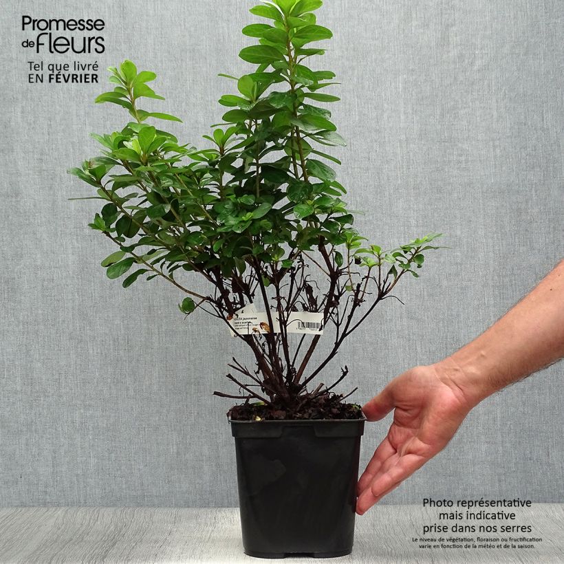 Amostra de Azálea Japonesa Girard's Scarlet Vaso de 2 L/3 L tal como entregue no outono