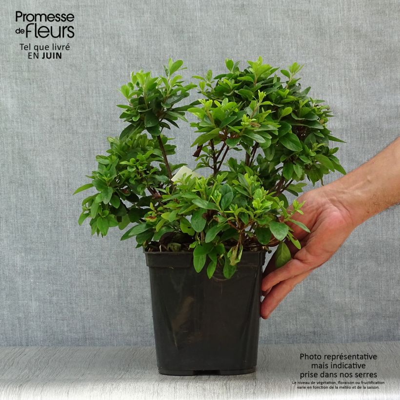Amostra de Azálea Japonesa Girard's Scarlet Vaso de 2 L/3 L tal como entregue no verão