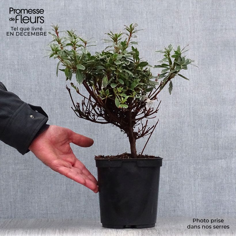 Amostra de Azalée japonaise Hot Shot Vaso de 2 L/3 L tal como entregue no inverno