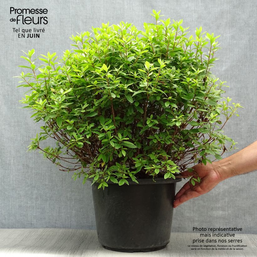Amostra de Azálea Japonesa Mme Van Hecke Vaso de 12 L/15 L tal como entregue no verão