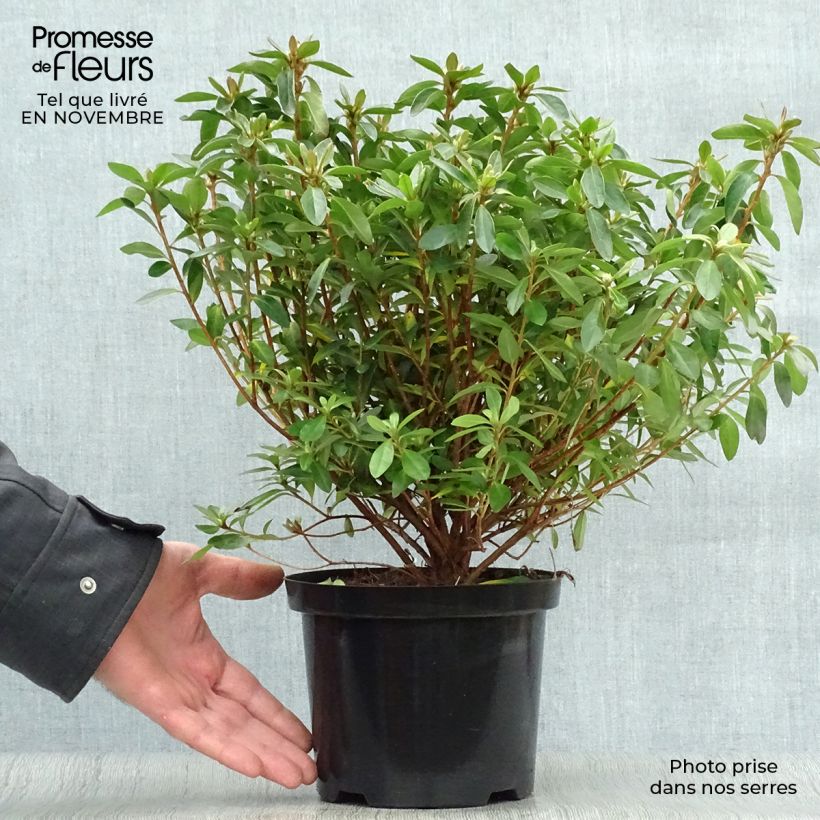 Amostra de Azálea Japonesa Mme Van Hecke Vaso de 2 L/3 L tal como entregue no outono