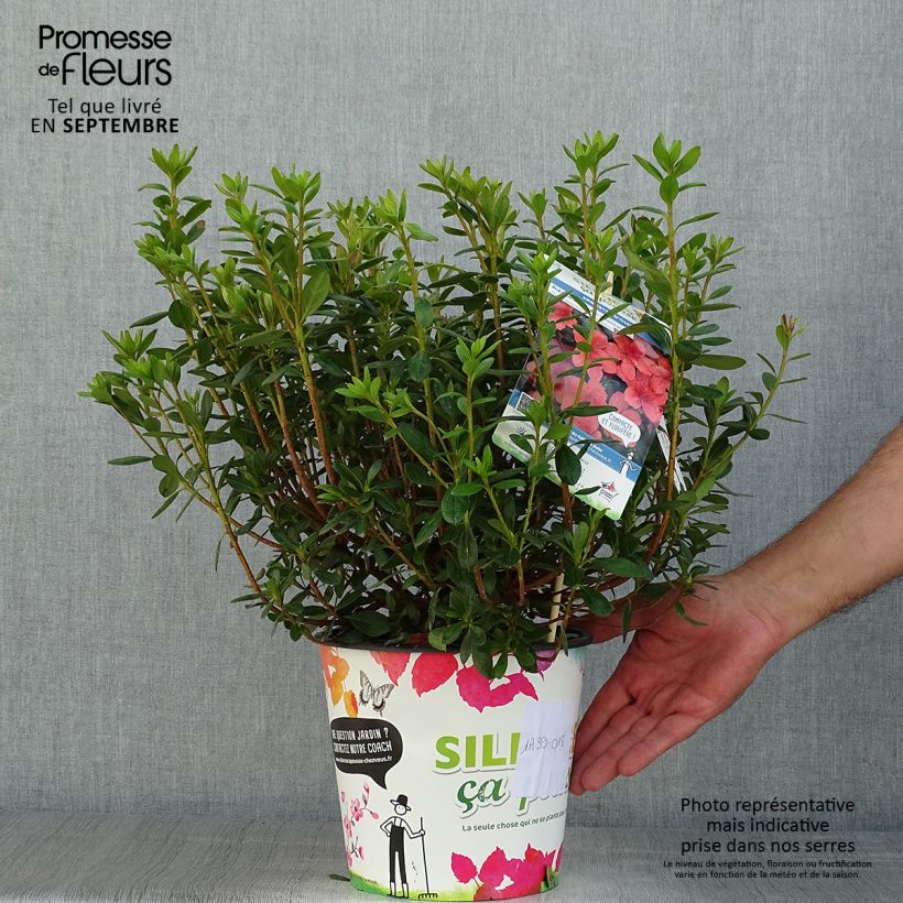 Amostra de Azálea Japonesa Orange Beauty Vaso de 2 L/3 L tal como entregue no verão