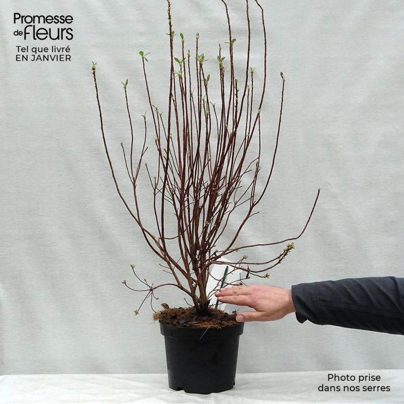 Amostra de Azalée mollis Viscosa - Azalée des marais Vaso de 4 L/5 L tal como entregue no inverno