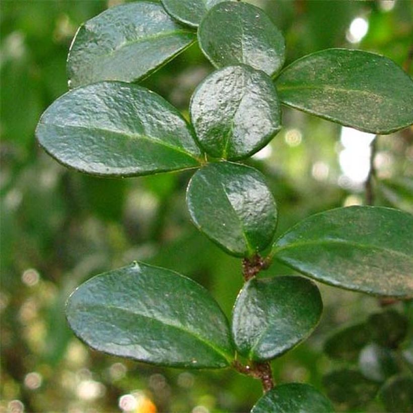 Azara microphylla (Folhagem)