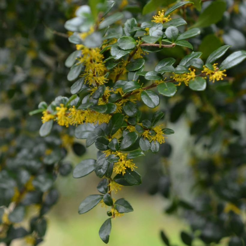 Azara microphylla (Floração)