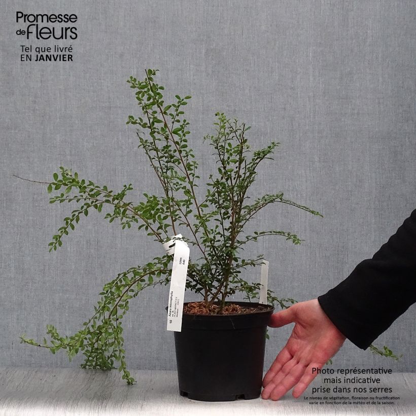Amostra de Azara microphylla Vaso de 2 L/3 L tal como entregue no inverno