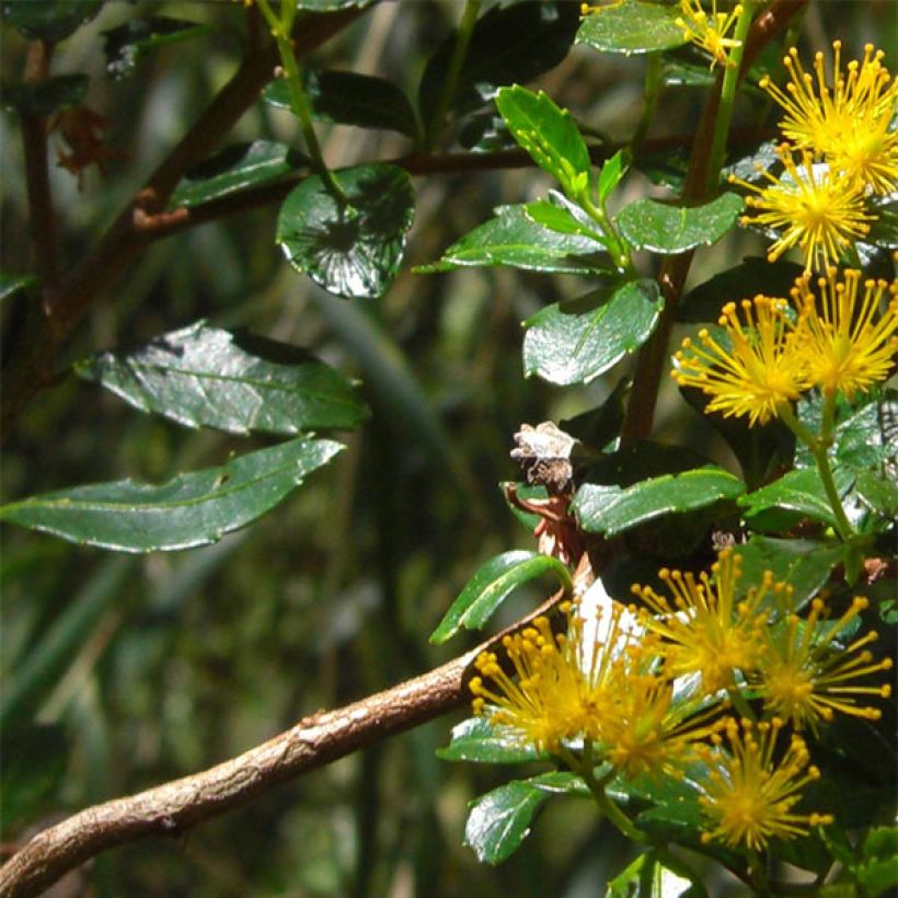 Azara serrata (Folhagem)
