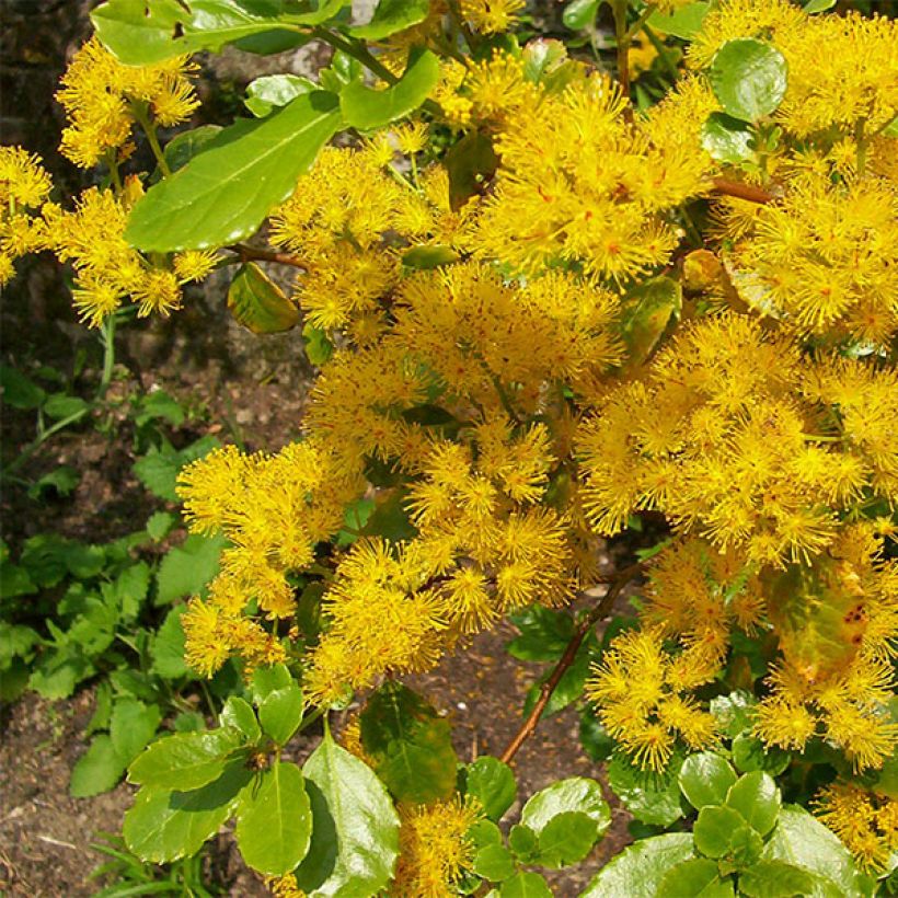 Azara serrata (Floração)