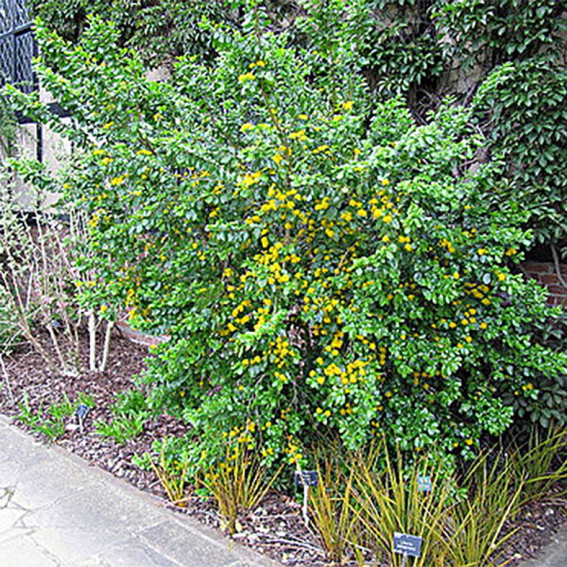 Azara serrata (Hábito)