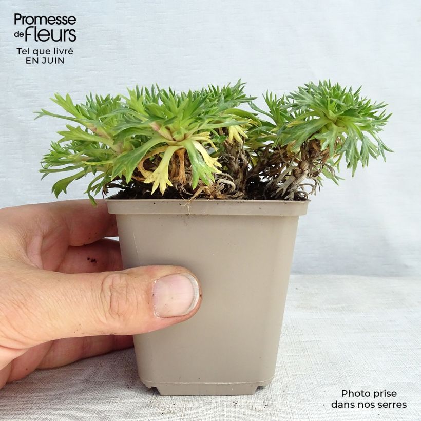 Amostra de Azorella trifurcata Vaso de 8/9 cm tal como entregue no verão