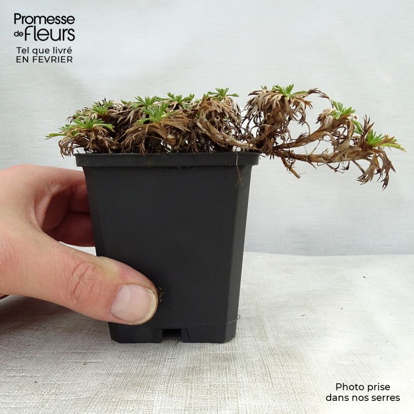 Amostra de Azorella trifurcata - Azorelle Vaso de 8/9 cm tal como entregue no inverno
