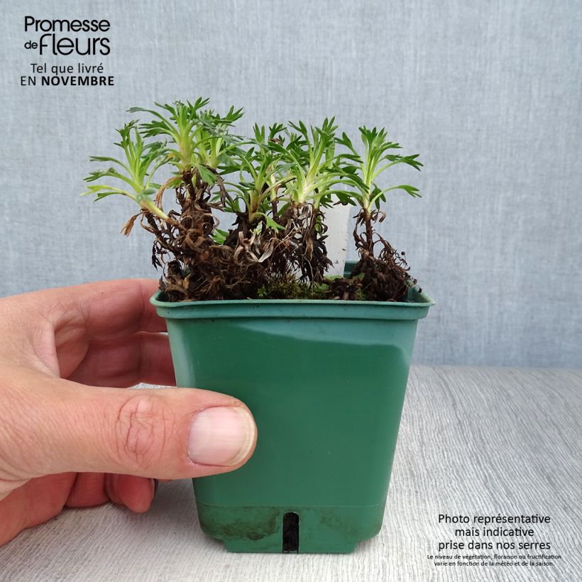 Amostra de Azorella trifurcata Vaso de 8/9 cm tal como entregue no outono
