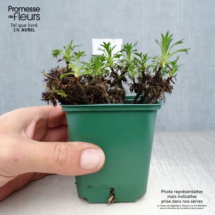 Amostra de Azorella trifurcata Vaso de 8/9 cm tal como entregue na primavera