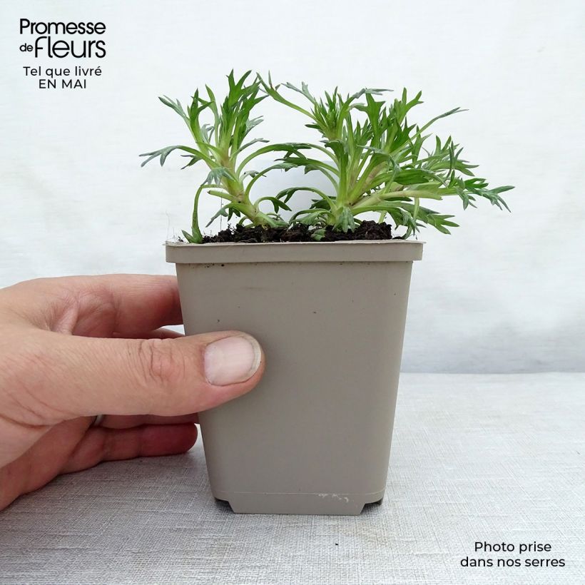 Amostra de Azorella trifurcata Nana Vaso de 8/9 cm tal como entregue na primavera