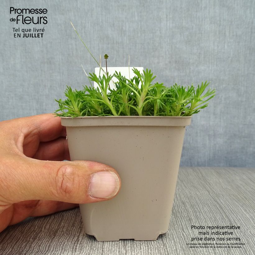Amostra de Azorella trifurcata Nana Vaso de 8/9 cm tal como entregue no verão