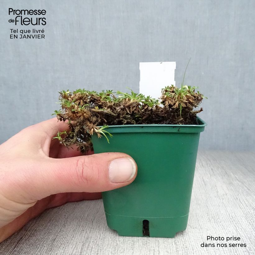 Amostra de Azorella trifurcata Nana - Azorelle  Vaso de 8/9 cm tal como entregue no inverno