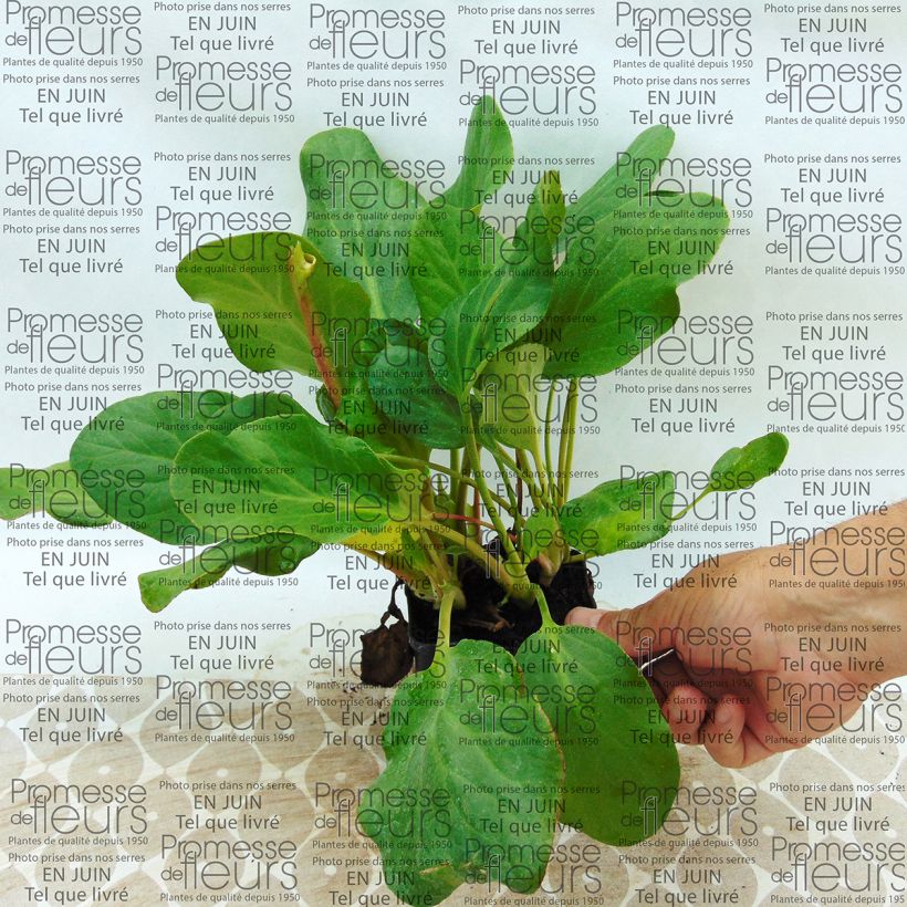 Exemplo de amostra de Bergenia Rosenkristall Vaso de 8/9 cm tal como entregue