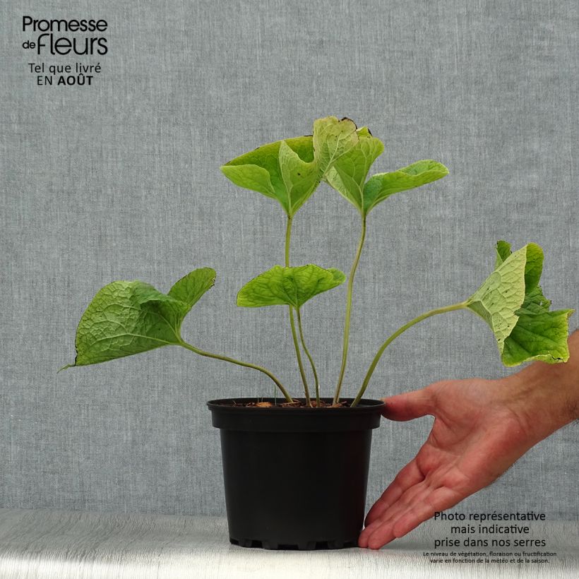 Amostra de Brunnera macrophylla Betty Bowring Vaso de 2 L/3 L tal como entregue no verão