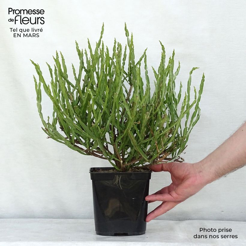Amostra de Baccharis genistelloides Vaso de 3 L/4 L tal como entregue na primavera