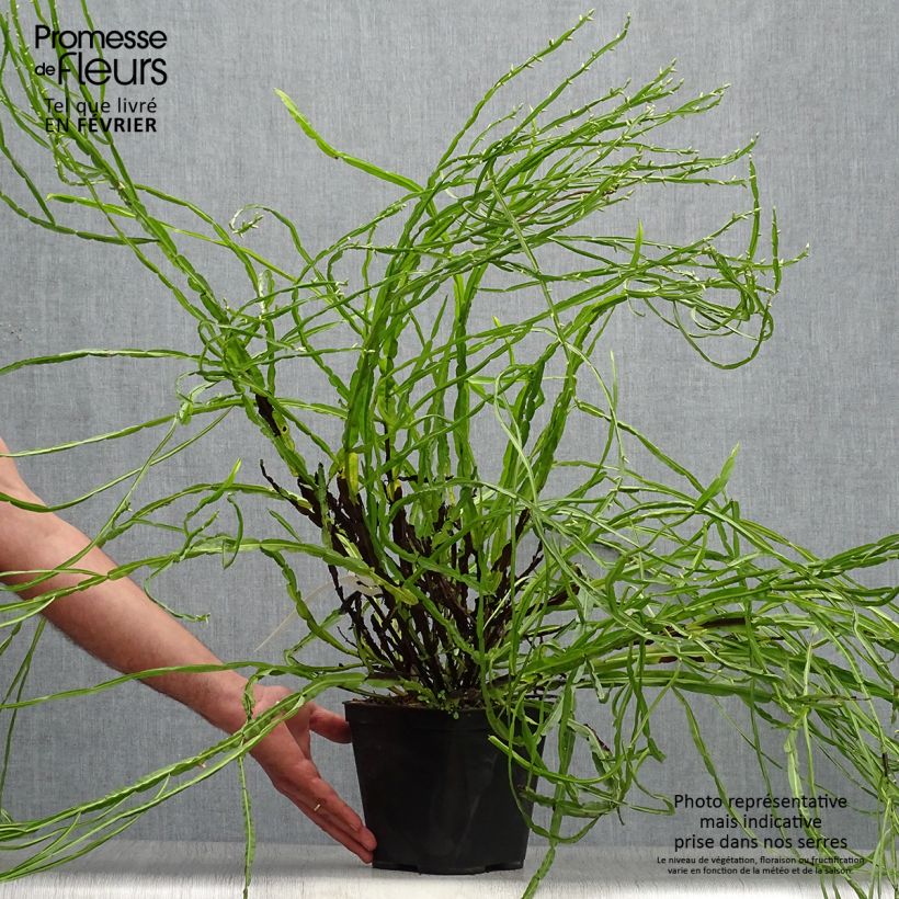 Amostra de Baccharis genistelloides Vaso de 3 L/4 L tal como entregue no outono