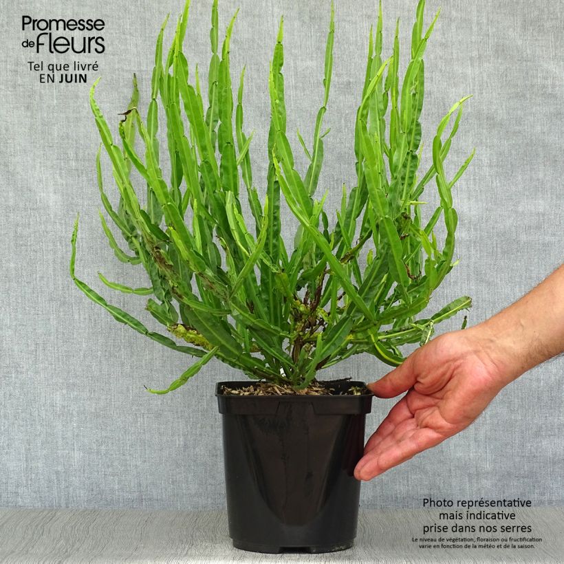 Amostra de Baccharis genistelloides Vaso de 3 L/4 L tal como entregue no verão