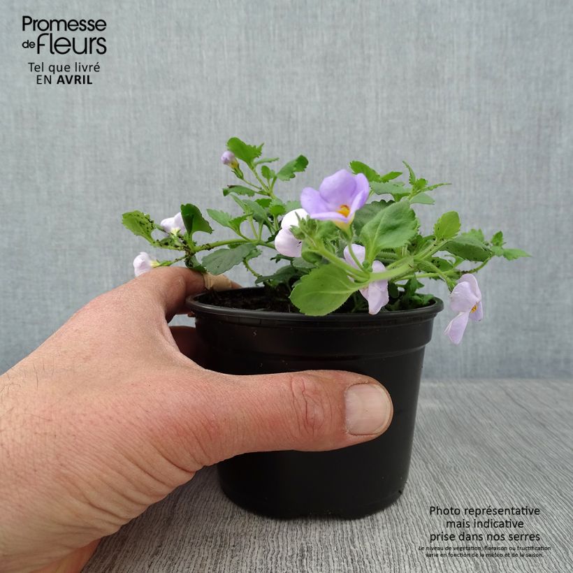 Amostra de Bacopa Scopia Gulliver Blue Sensation Vaso de 8/9 cm tal como entregue na primavera