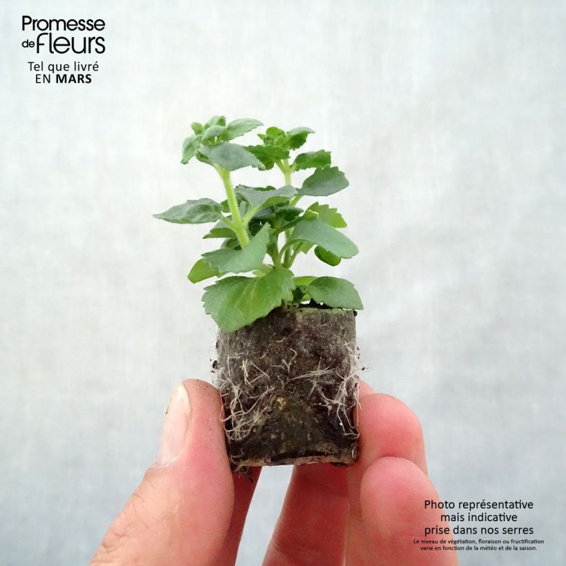 Amostra de Bacopa Gulliver Pink Heart imp. Mini-motte Ø 3/4 cm tal como entregue na primavera